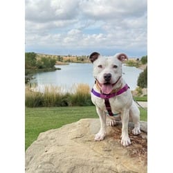 Photo of Bella Ann, adoptable American Pit Bull Terrier in Brighton, Colorado
