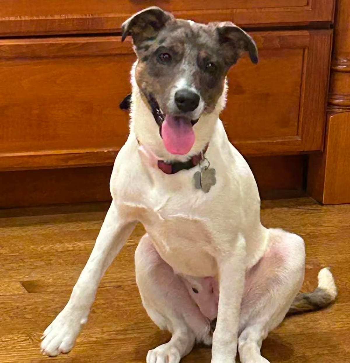 Photo of Francis, adoptable Australian Cattle Dog in Staten Island, New York