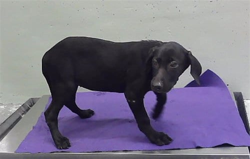 Photo of Cammy, adoptable Doberman Pinscher in Houston, Texas