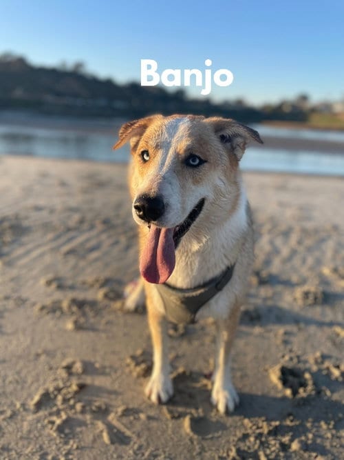 Photo of Banjo, adoptable Border Collie in San Diego, California