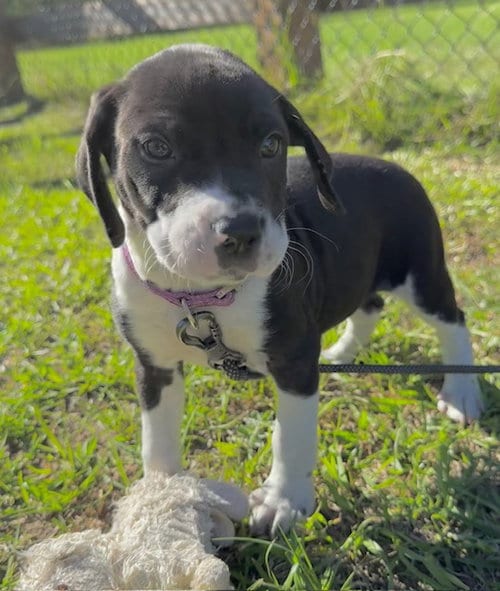 Photo of Duffie, adoptable Bulldog in Tarrytown, Georgia