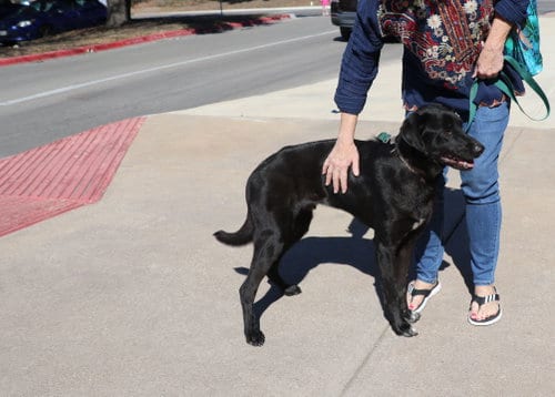 Photo of Dweezel, adoptable Labrador Retriever in Pflugerville, Texas