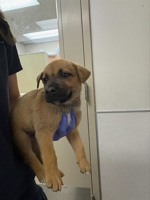 Photo of Callum, adoptable German Shepherd Dog in Sacramento, California