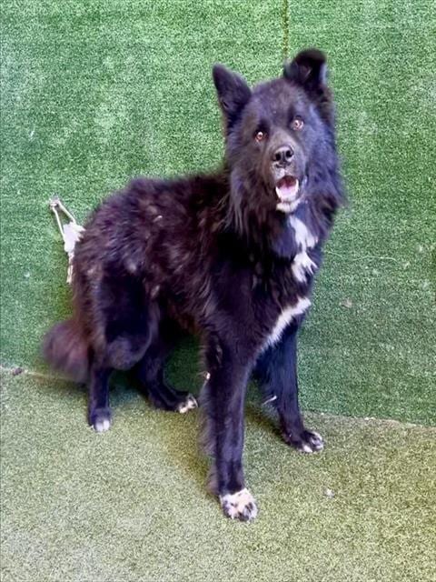 Photo of Carson, adoptable Chow Chow in Downey, California