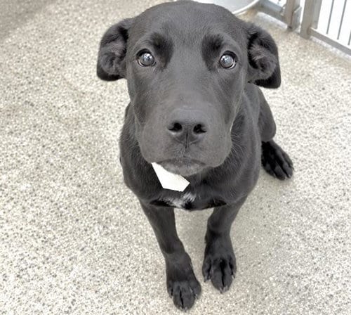 Photo of Willow, adoptable Labrador Retriever in Houston, Texas