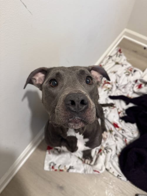 Photo of Milwaukee, adoptable American Pit Bull Terrier in Holly Springs, North Carolina