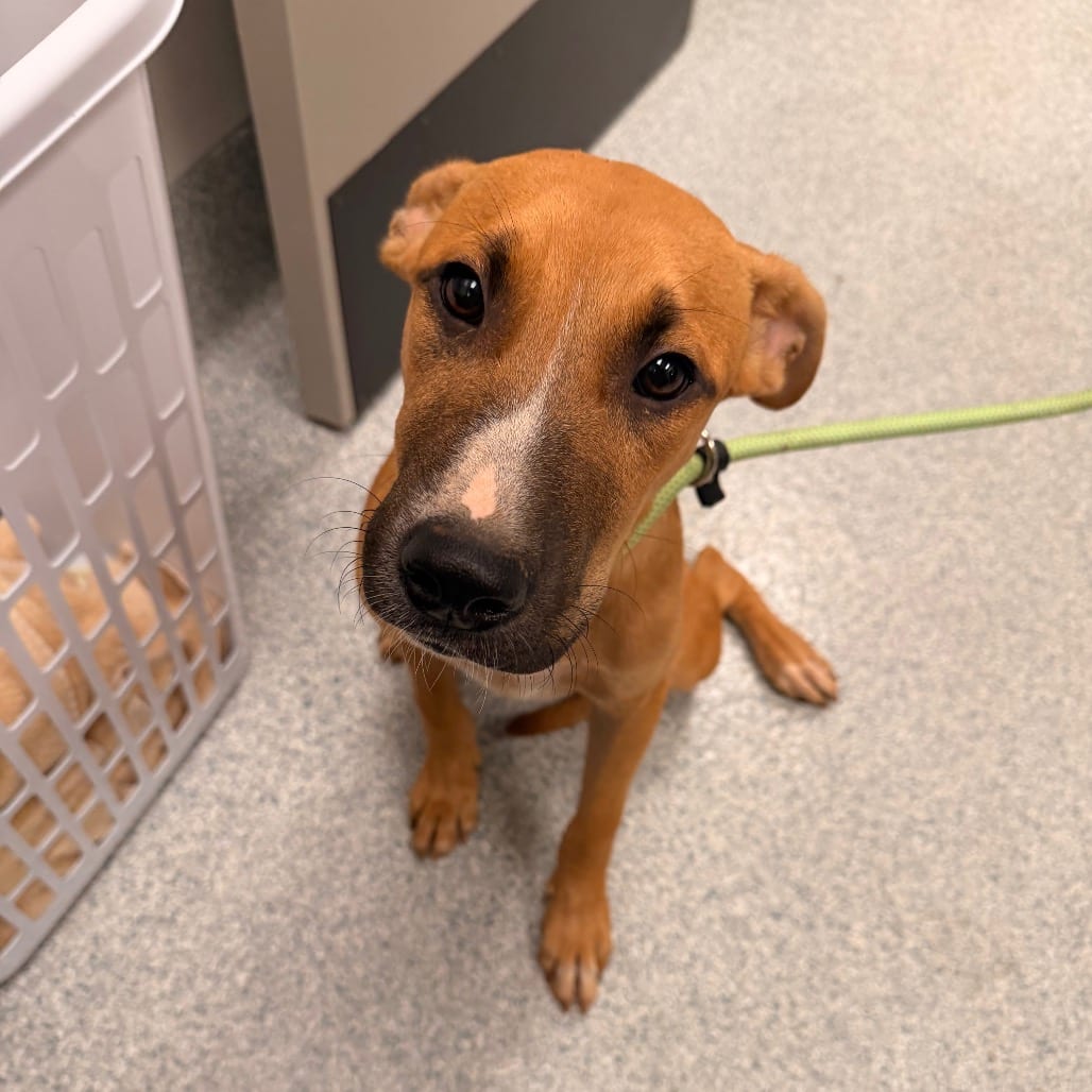 Photo of Baker, adoptable Hound in Spartanburg, South Carolina