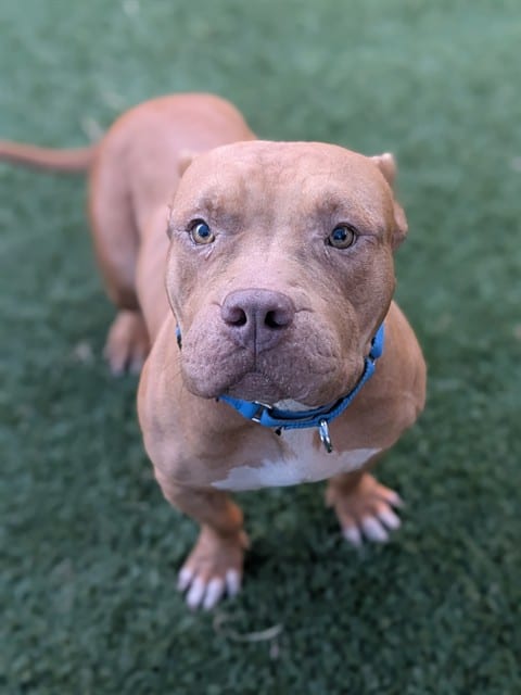 Photo of Megan, adoptable Mixed Breed