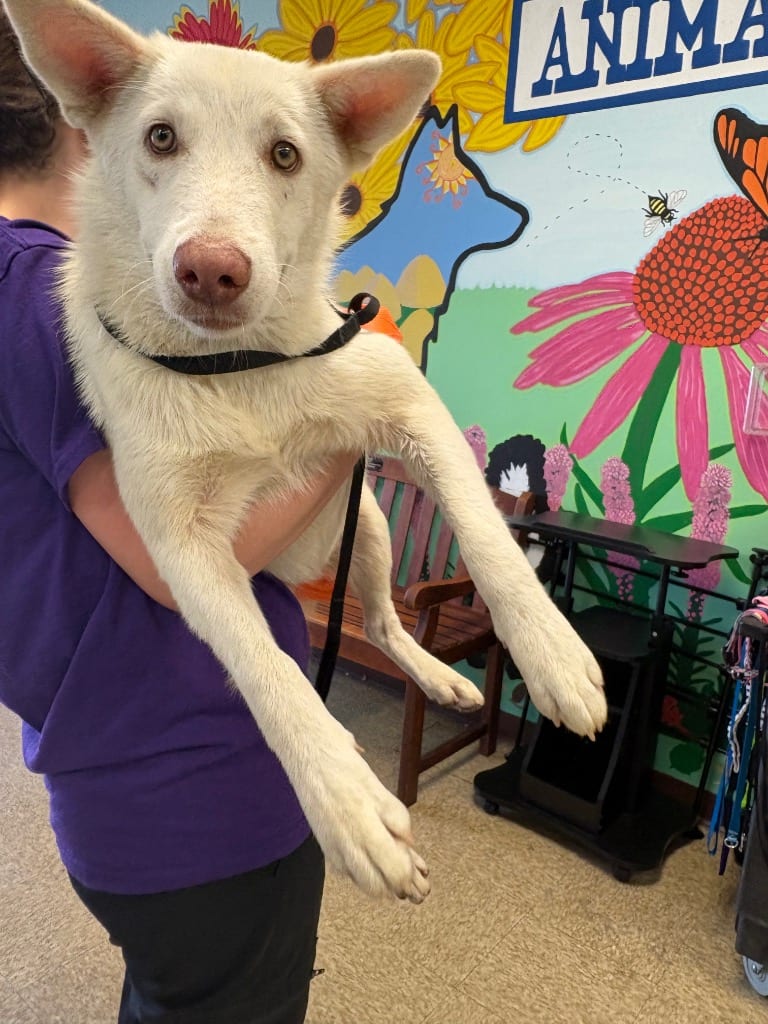 Photo of Cider, adoptable German Shepherd Dog in Nacogdoches, Texas