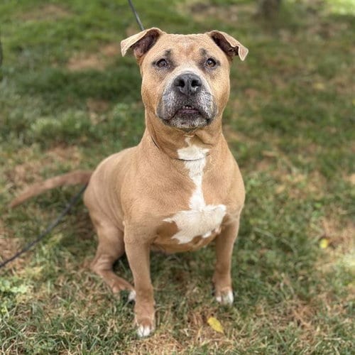 Photo of Montana, adoptable Pit Bull Terrier in Modesto, California