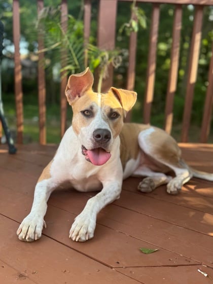 Photo of Eggnog, adoptable dog in Atlanta, Georgia