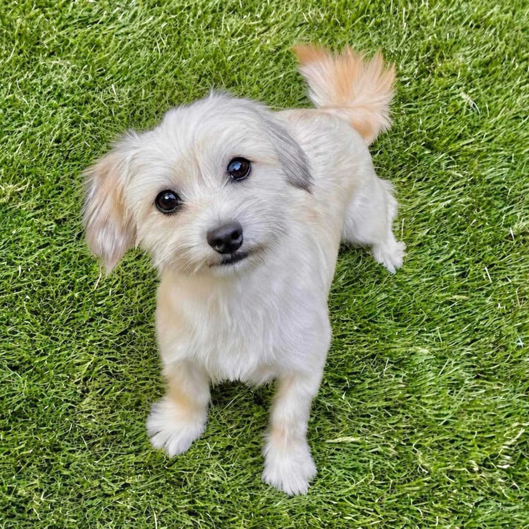 Photo of Durian, adoptable Terrier / Mixed Breed (Small) in San Francisco, California