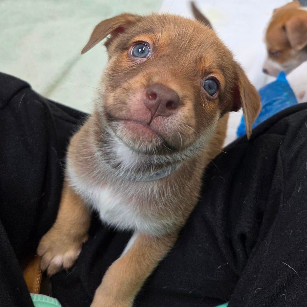 Photo of Kimberly pup - Harvey, adoptable Cattle Dog, Australian (Red Heeler) / Mix in Fairfax Station, Virginia