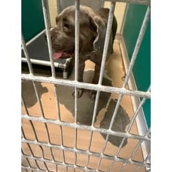 Photo of Maximus, adoptable Neapolitan Mastiff in Texas City, Texas