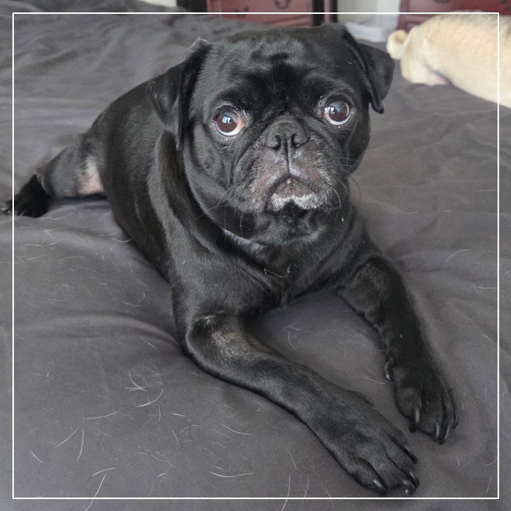 Photo of Shrimpy, adoptable Pug in California, California
