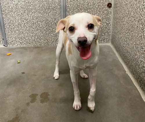 Photo of Mila, adoptable Chihuahua in Santa Rosa, California