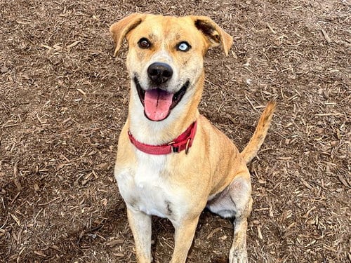 Photo of Manny, adoptable Siberian Husky in Orange, California