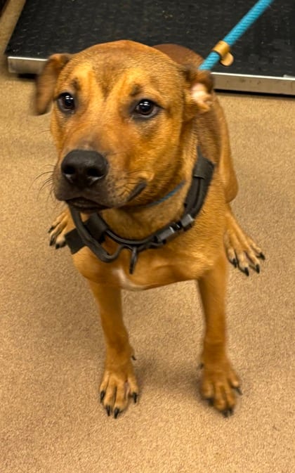 Photo of Luke Garroway, adoptable dog in Chamblee, Georgia