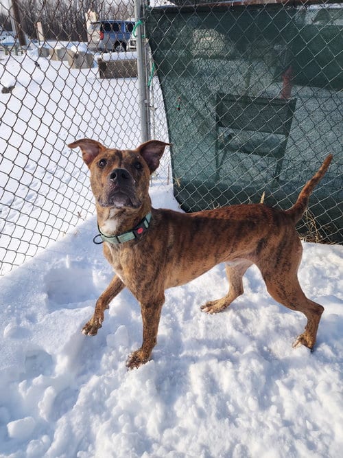 Photo of Aiko, adoptable Pit Bull Terrier in Evansville, Indiana