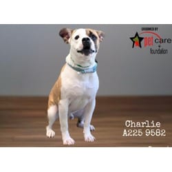Photo of Charlie, adoptable American Pit Bull Terrier in Chatsworth, California