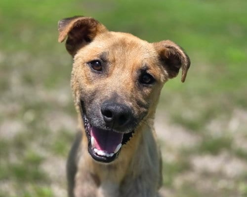Photo of Vincent, adoptable Black Mouth Cur in Anniston, Alabama