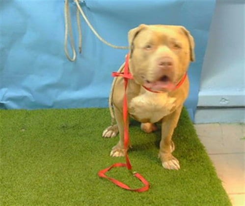 Photo of A5805103, adoptable Pit Bull Terrier in Gardena, California