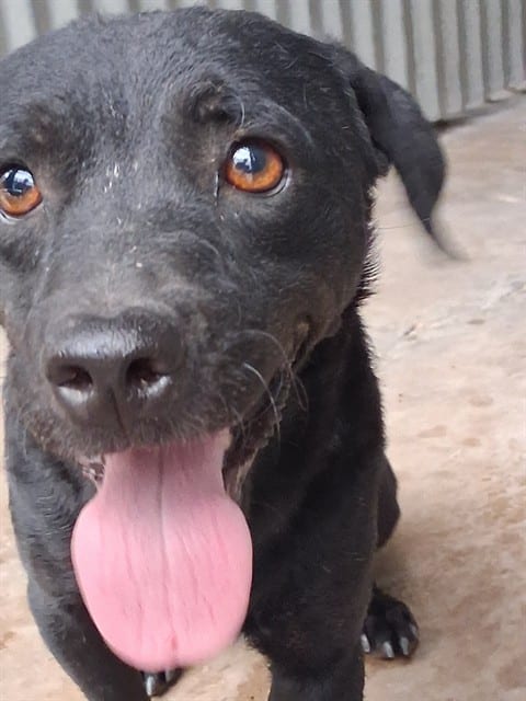 Photo of Vader, adoptable dog