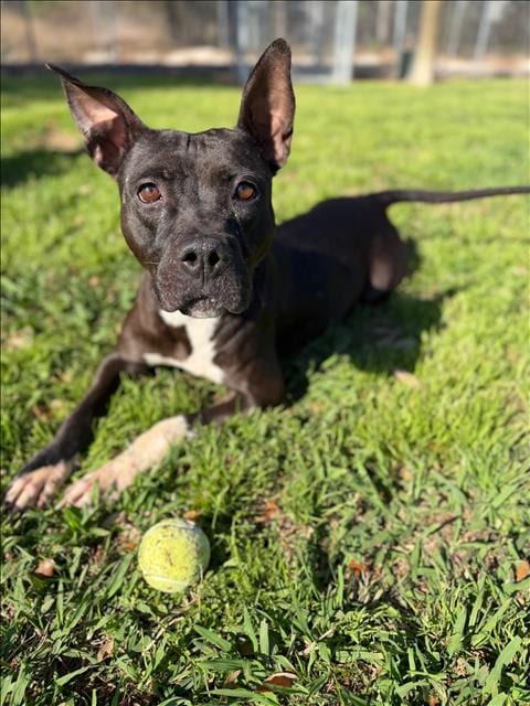 Photo of Brandy, adoptable Pit Bull Terrier in Conroe, Texas