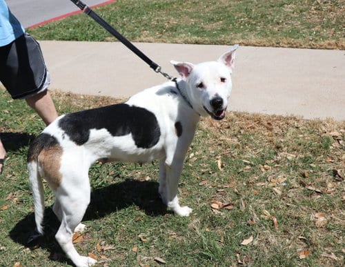 Photo of Molly Mama, adoptable Pit Bull Terrier in Pflugerville, Texas