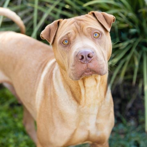 Photo of Bond, adoptable Chinese Shar-Pei in Camarillo, California