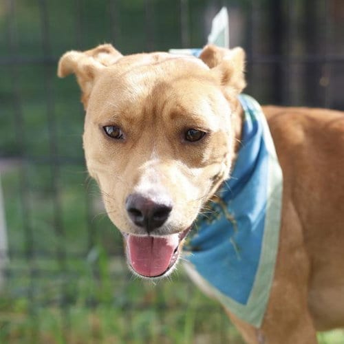 Photo of Boy, adoptable Labrador Retriever in San Antonio, Texas