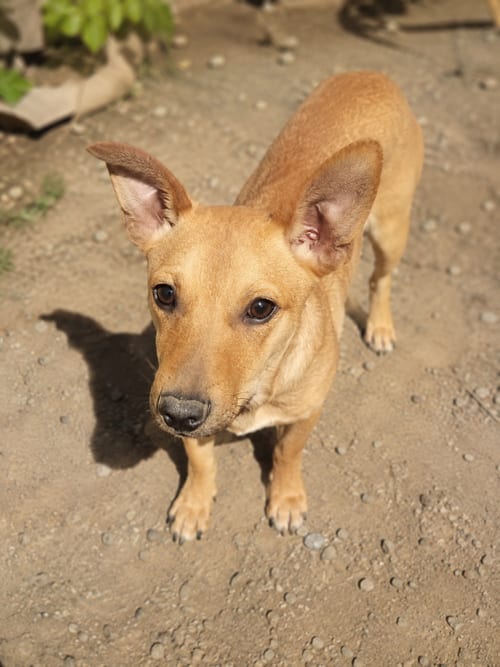 Photo of Pepe D, adoptable Jack Russell Terrier in Inglewood, California