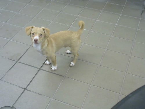 Photo of Seabass, adoptable Chihuahua in Albuquerque, New Mexico