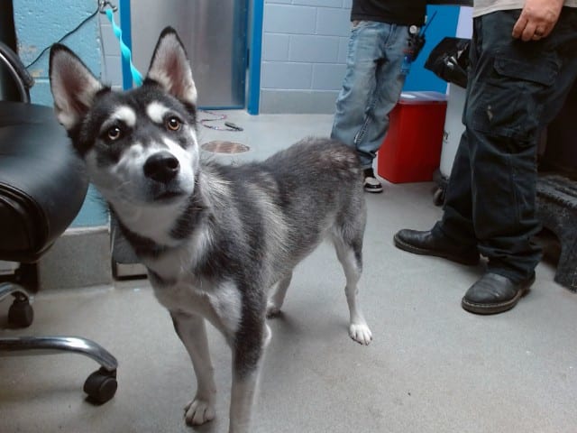 Photo of Luna, adoptable Alaskan Husky mix in Albuquerque, New Mexico