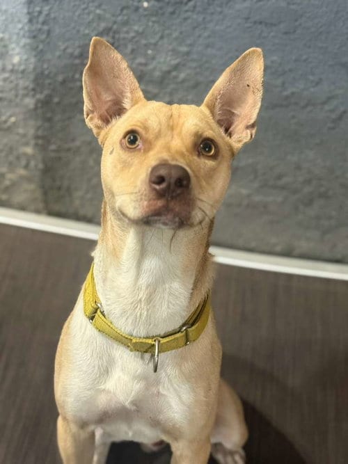 Photo of Rubencito, adoptable Terrier in Inglewood, California