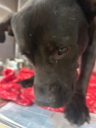 Photo of Damion, adoptable dog in Atlanta, Georgia
