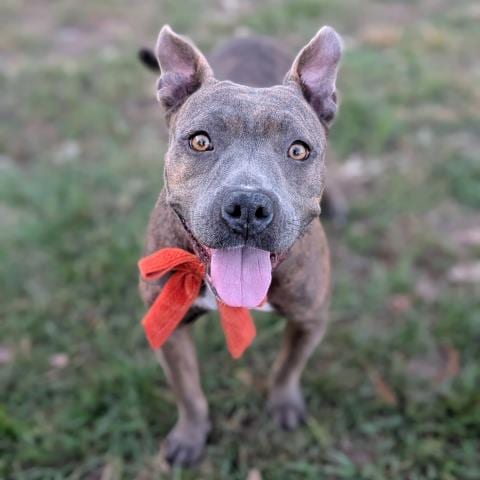 Photo of Sissy, adoptable American Pit Bull Terrier in Conroe, Texas