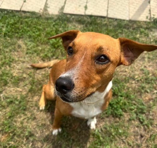 Photo of Olive (fka Socks), adoptable Feist in Houston, Texas