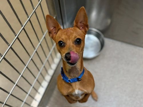 Photo of Campanita, adoptable Chihuahua in Denver, Colorado
