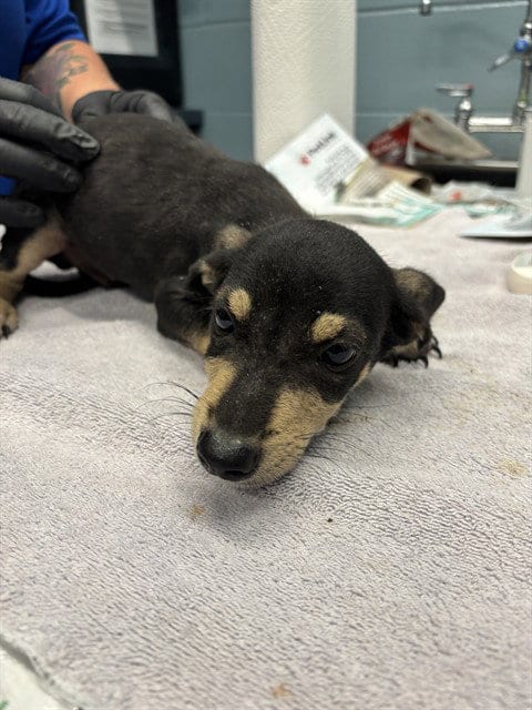 Photo of Charmander, adoptable Chihuahua in Corpus Christi, Texas