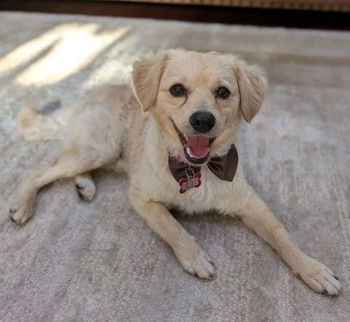 Photo of Clickbait, adoptable Poodle (Miniature) in Romoland, California