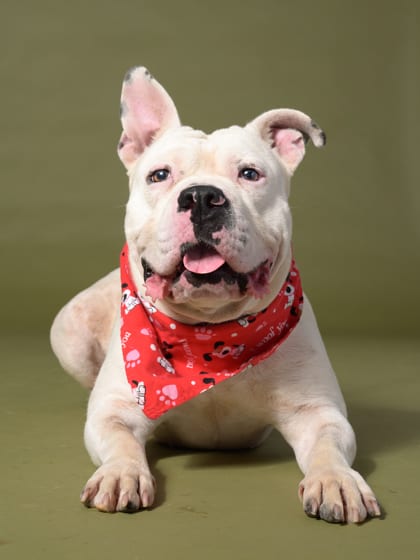 Photo of Blanca, adoptable dog in Atlanta, Georgia