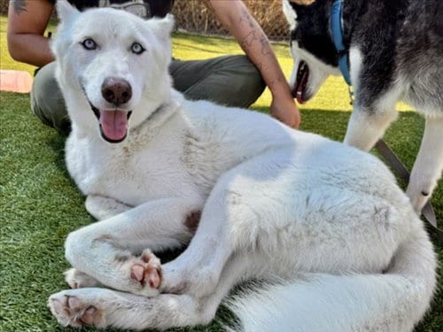 Photo of Squeegee, adoptable Siberian Husky in Los Angeles, California
