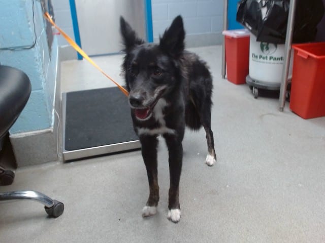 Photo of Shadow, adoptable Border Collie mix in Albuquerque, New Mexico