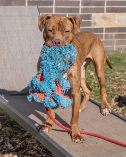 Photo of Bundie, adoptable dog in Chamblee, Georgia