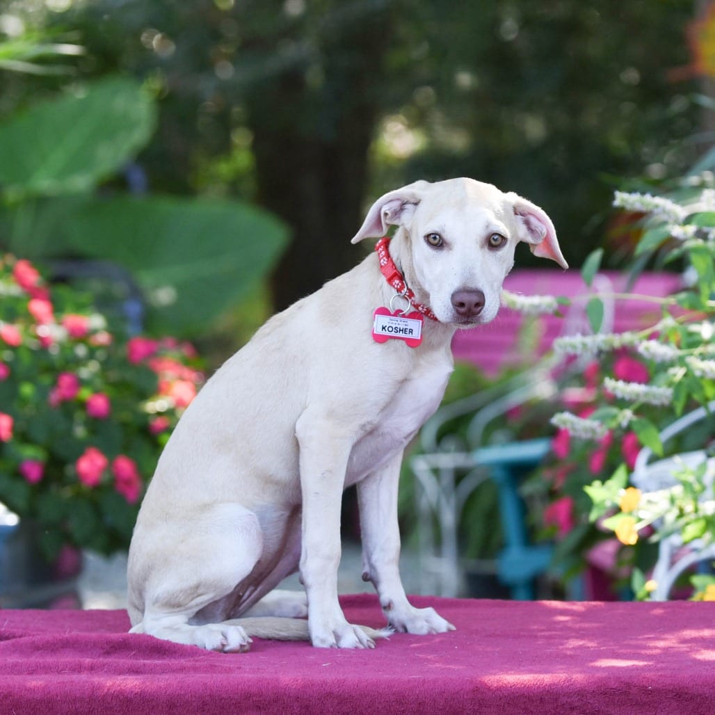 Photo of Kosher, adoptable Hound in Wake Forest, North Carolina
