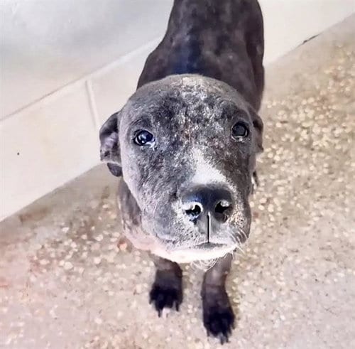 Photo of A663123, adoptable Pit Bull Terrier in Houston, Texas