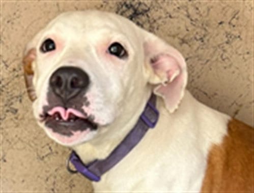 Photo of Stella, adoptable Pit Bull Terrier in Killeen, Texas