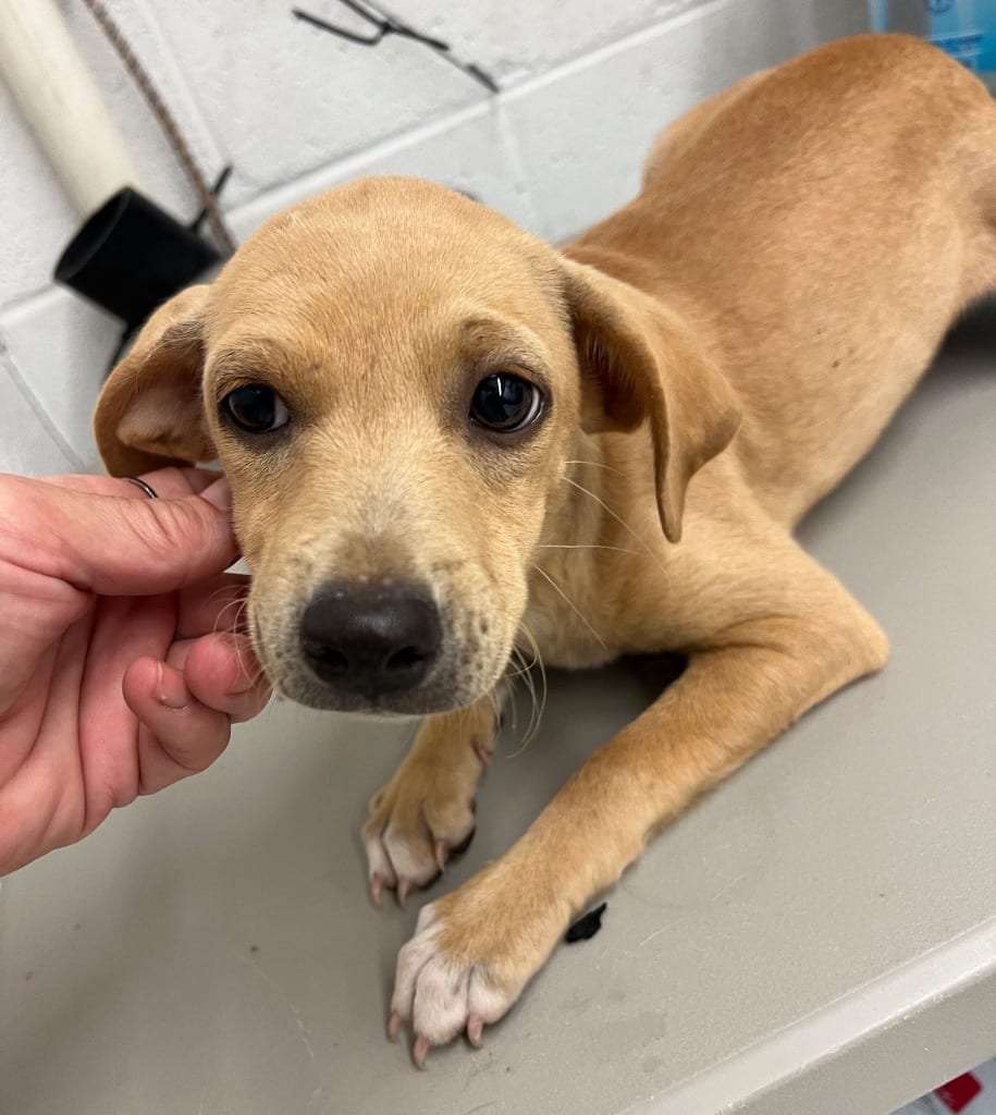 Photo of Trixie, adoptable Chihuahua in Chickamauga, Georgia