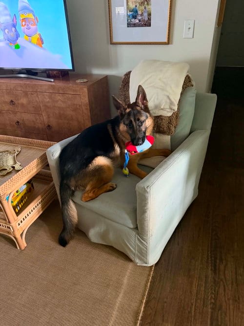 Photo of Olive, adoptable German Shepherd Dog in Mcclellanville, South Carolina